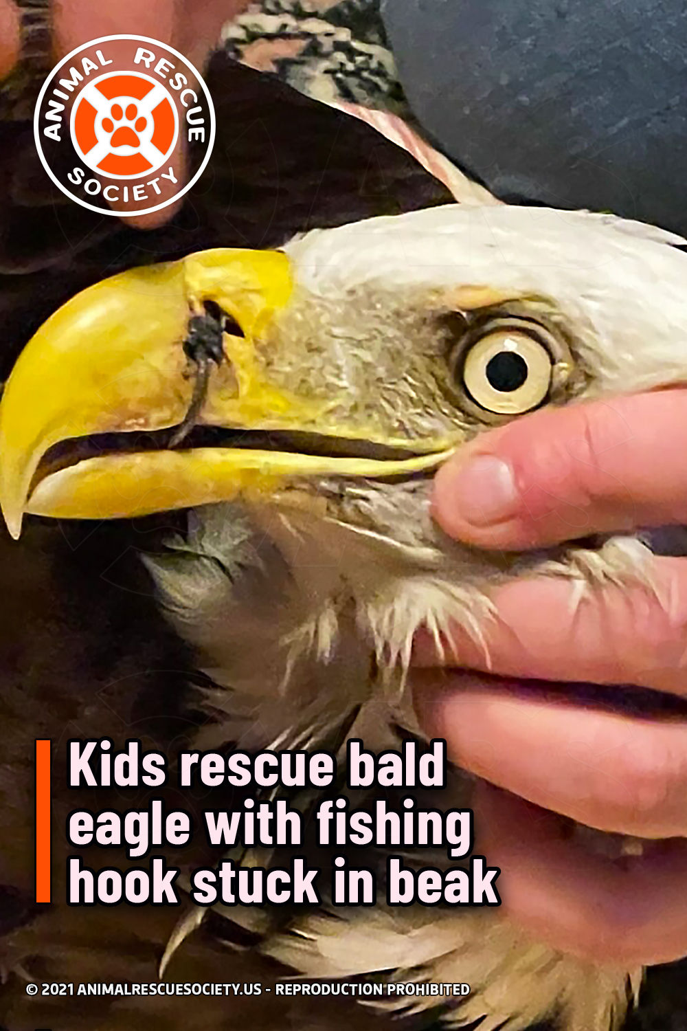 Kids rescue bald eagle with fishing hook stuck in beak