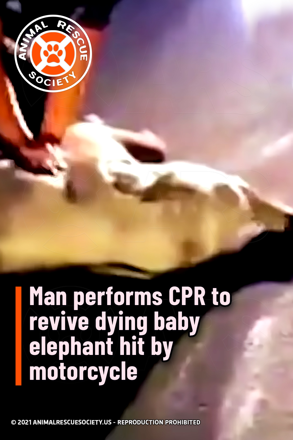 Man performs CPR to revive dying baby elephant hit by motorcycle