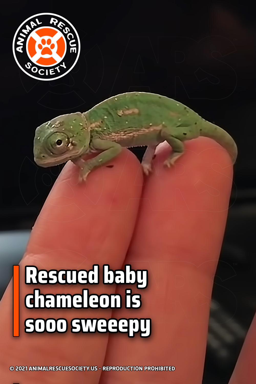 Rescued baby chameleon is sooo sweeepy