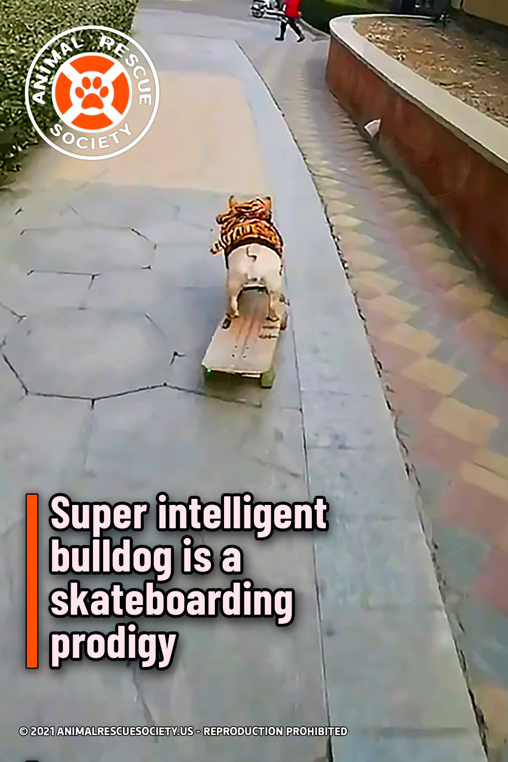Super intelligent bulldog is a skateboarding prodigy