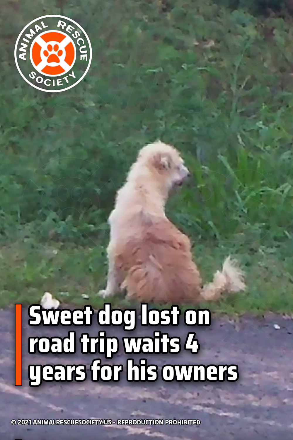 Sweet dog lost on road trip waits 4 years for his owners