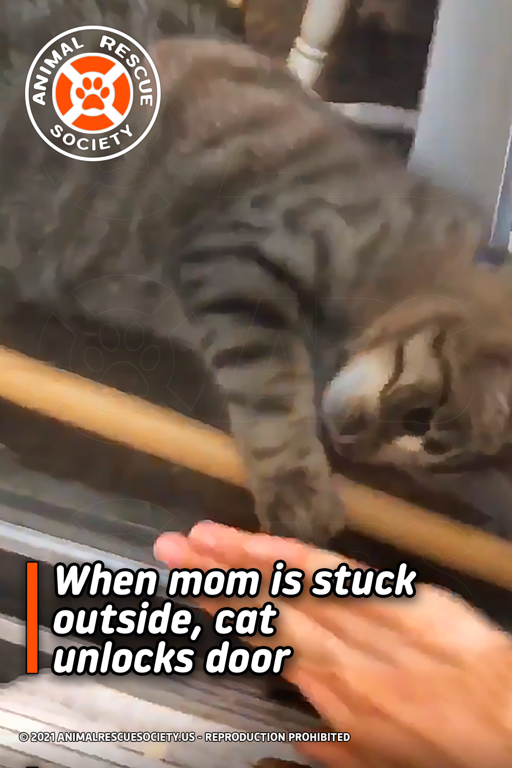 When mom is stuck outside, cat unlocks door