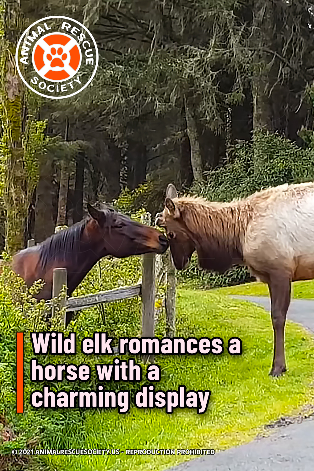 Wild elk romances a horse with a charming display