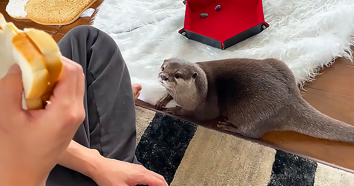 Adorable otter watches humans eat Animal Rescue Society
