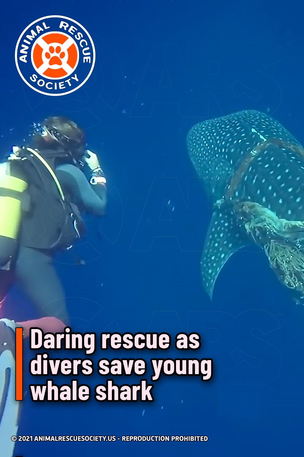 Daring rescue as divers save young whale shark