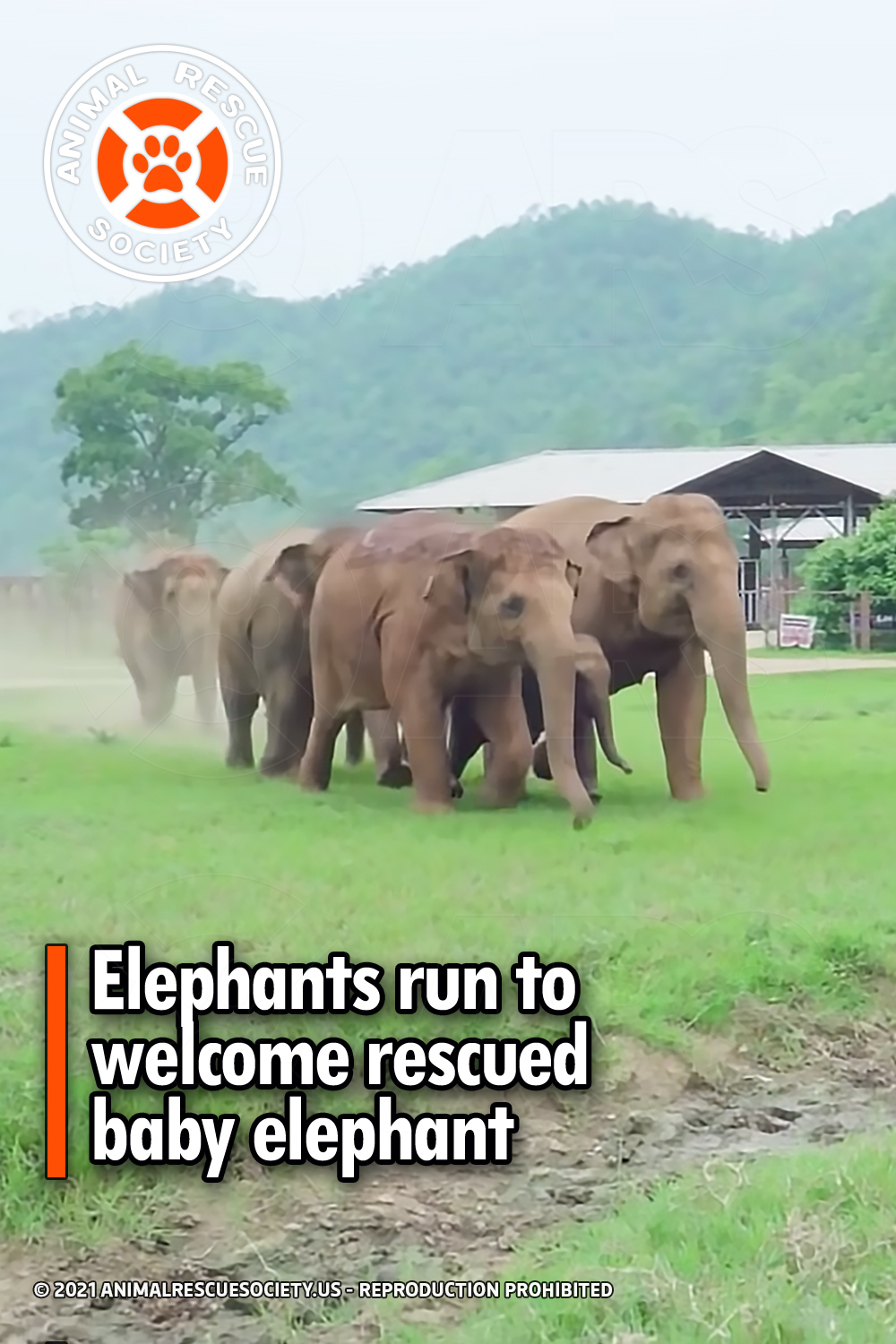 Elephants run to welcome rescued baby elephant