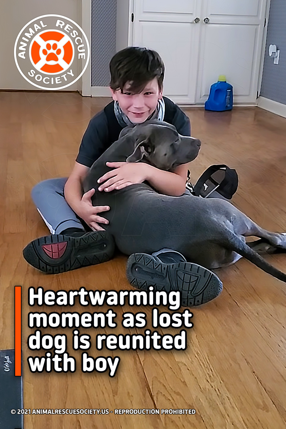 Heartwarming moment as lost dog is reunited with boy