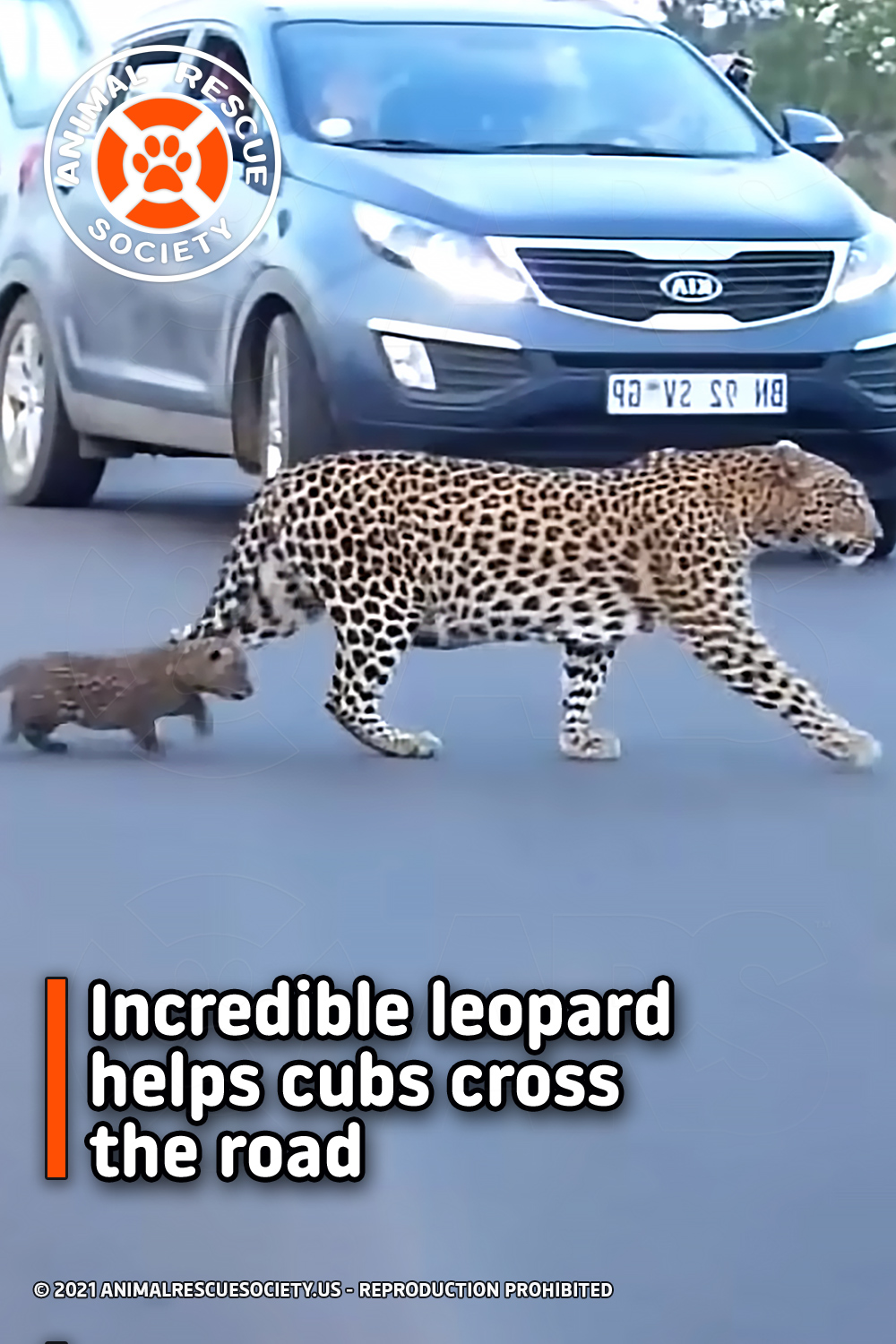 Incredible leopard helps cubs cross the road