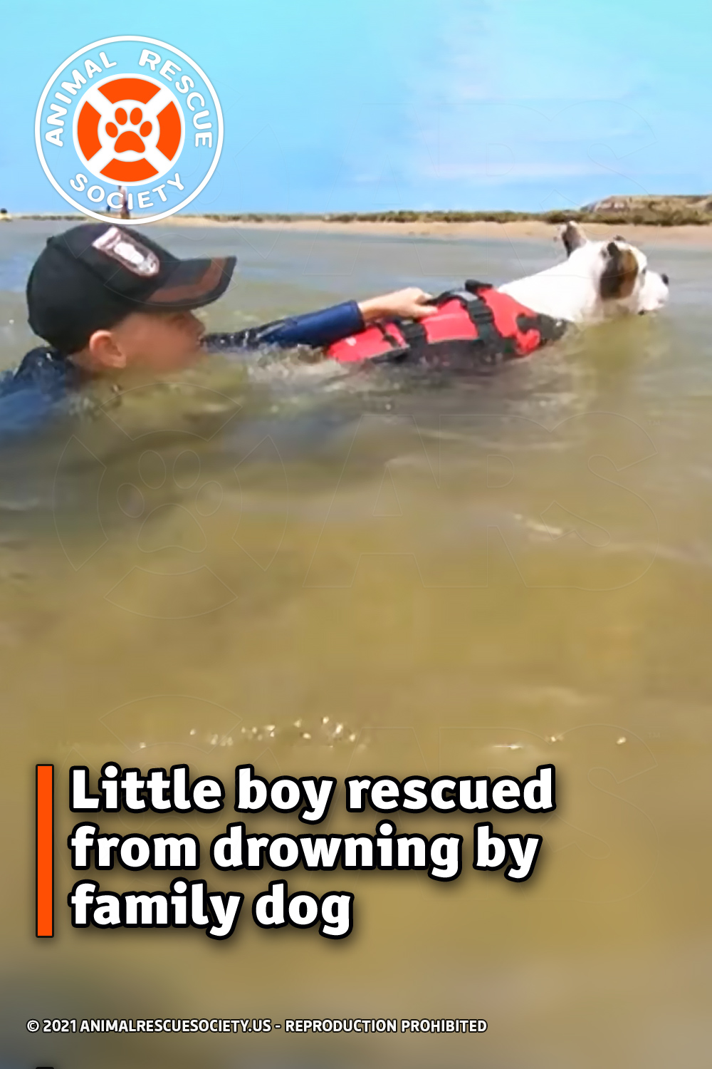 Little boy rescued from drowning by family dog