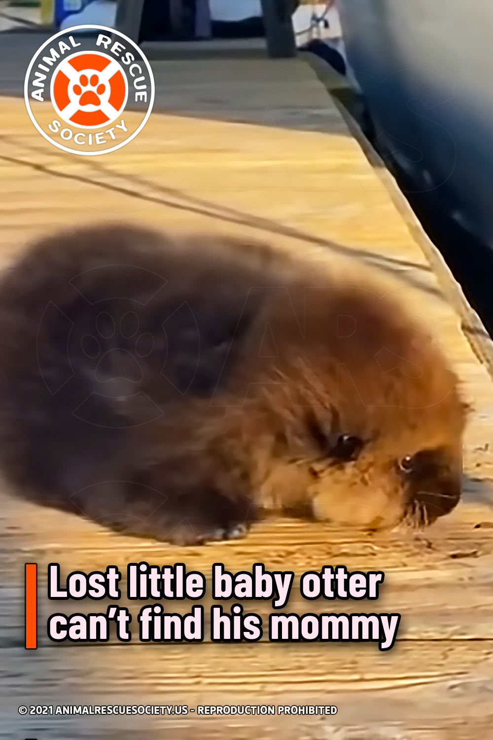 Lost little baby otter can’t find his mommy