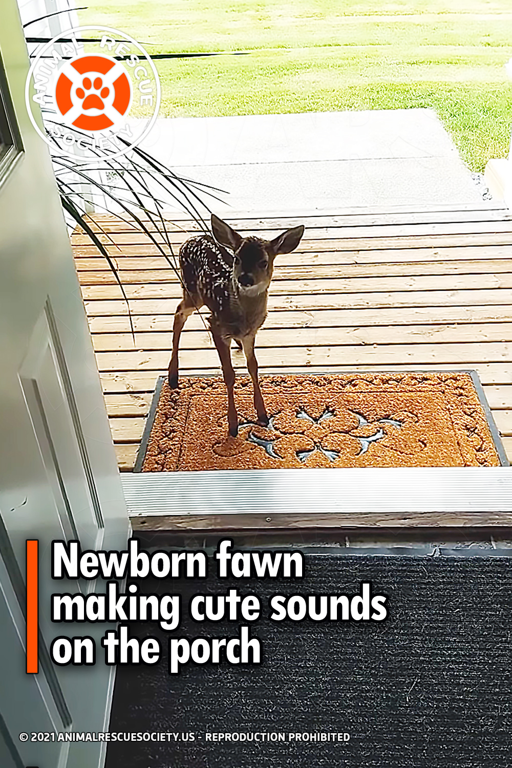 Newborn fawn making cute sounds on the porch