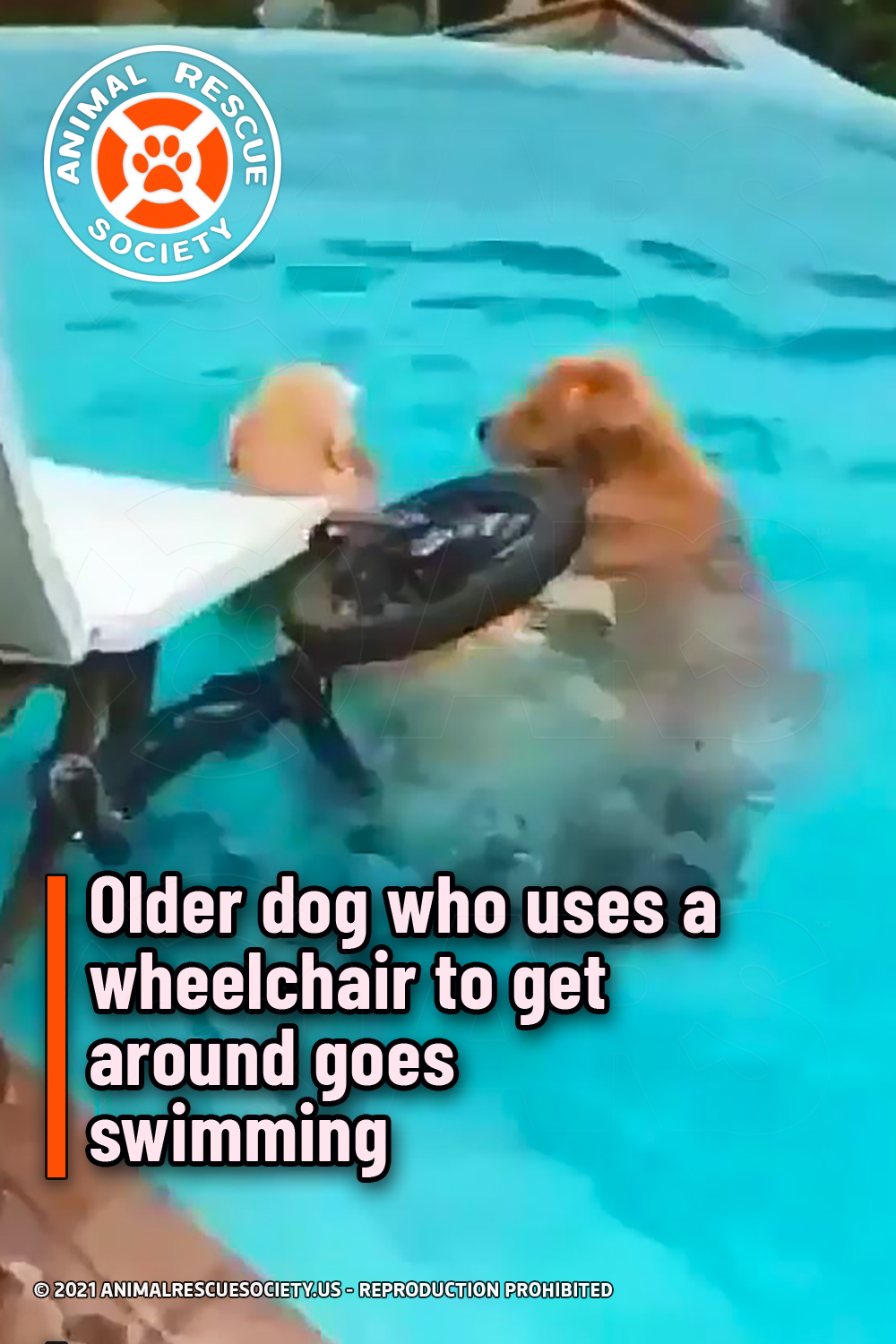 Older dog who uses a wheelchair to get around goes swimming