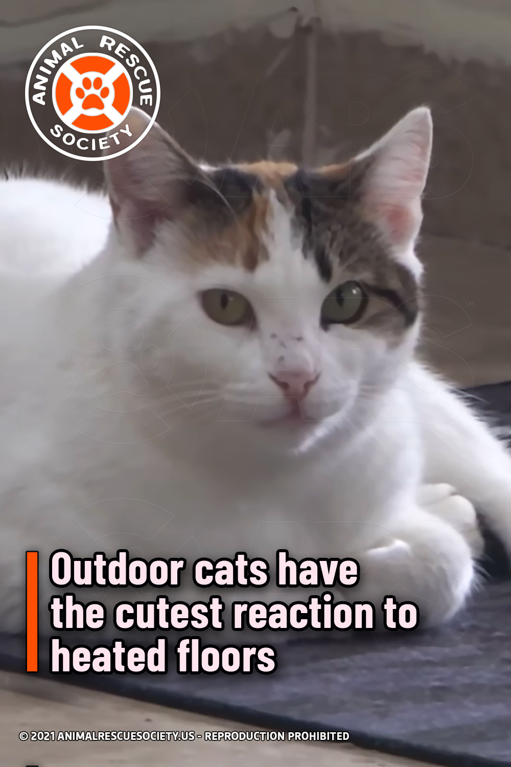 Outdoor cats have the cutest reaction to heated floors