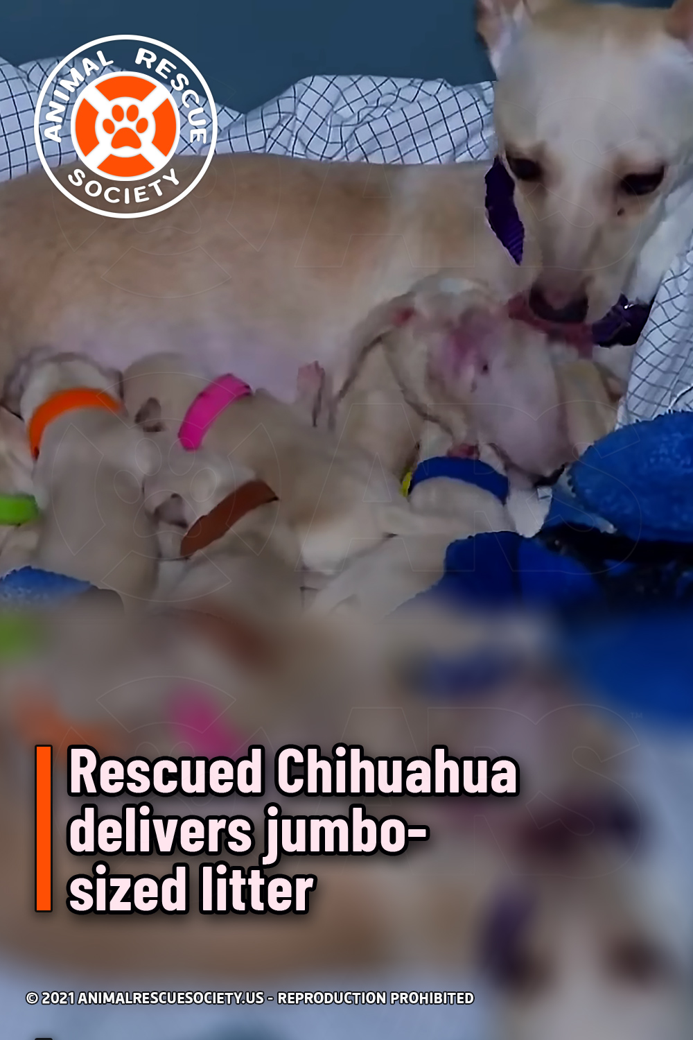 Rescued Chihuahua delivers jumbo-sized litter