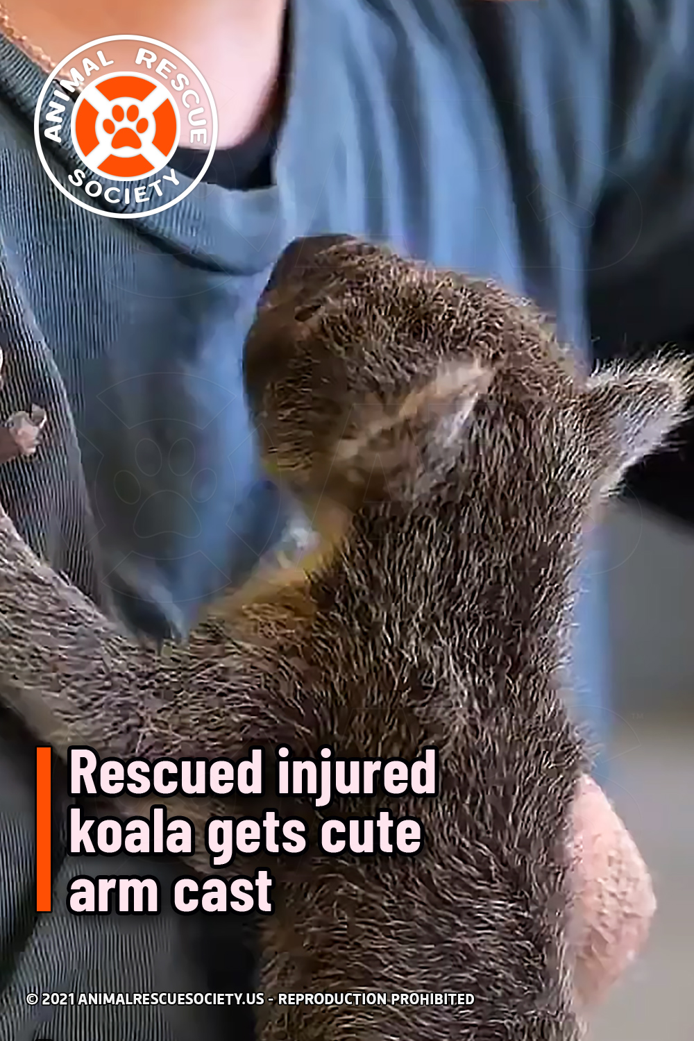 Rescued injured koala gets cute arm cast
