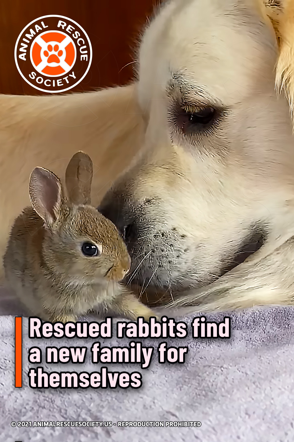 Rescued rabbits find a new family for themselves