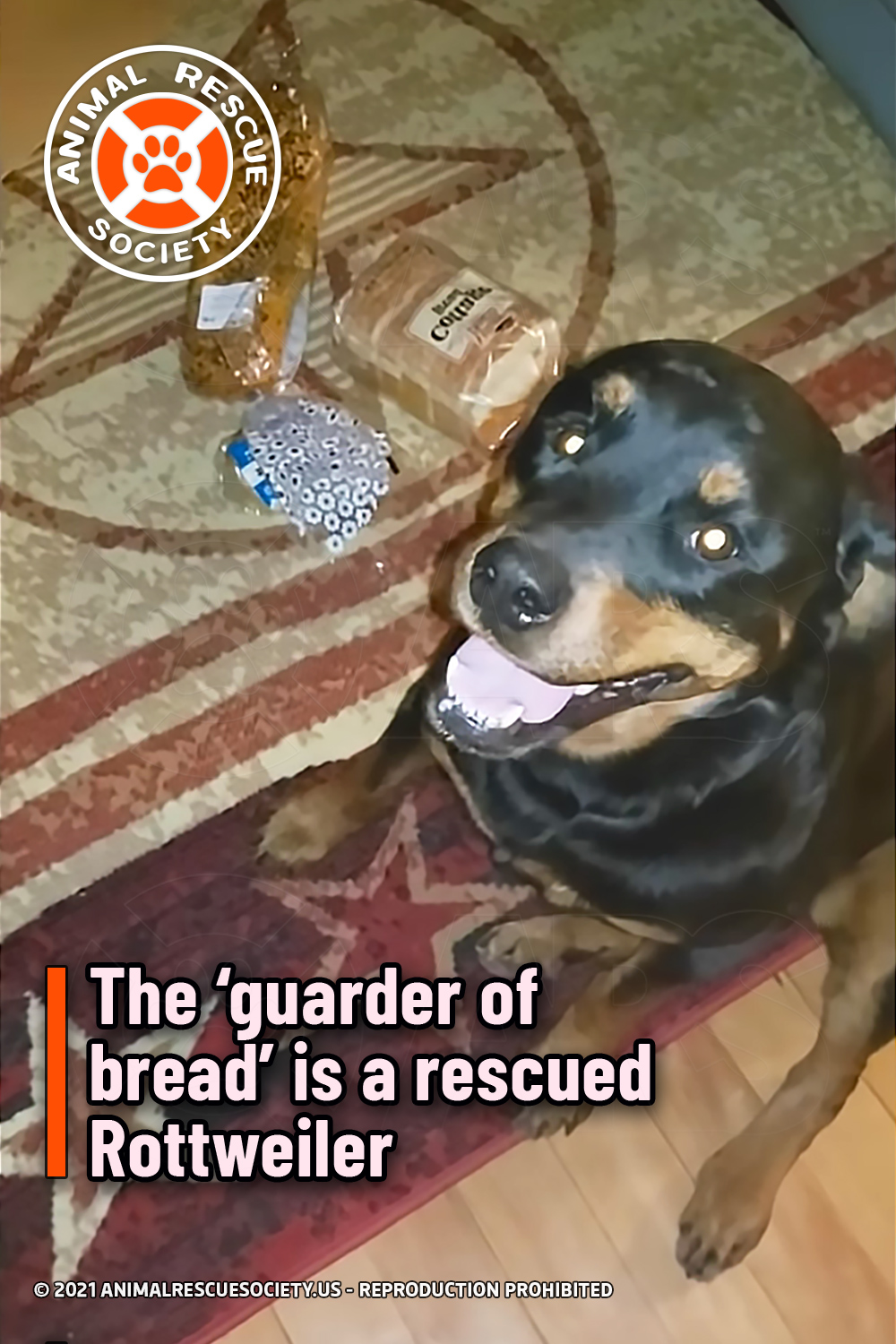 The ‘guarder of bread’ is a rescued Rottweiler
