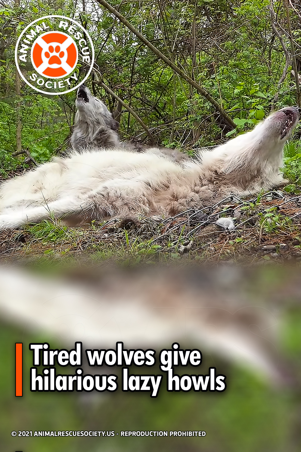 Tired wolves give hilarious lazy howls