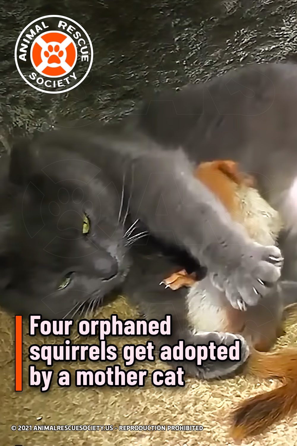 Four orphaned squirrels get adopted by a mother cat