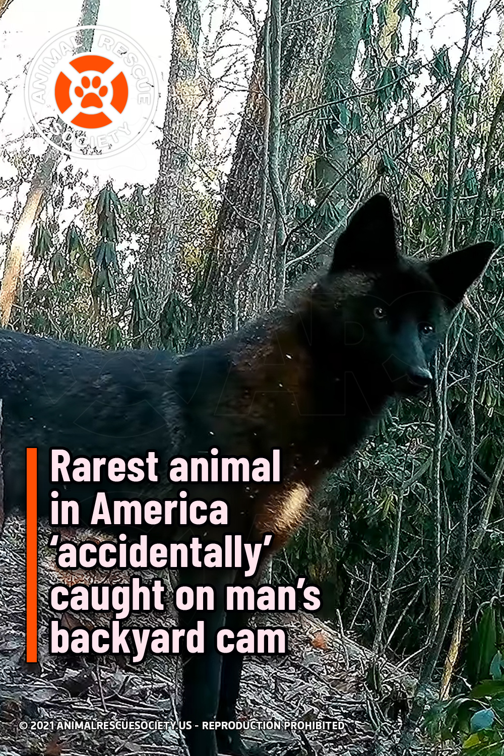 Rarest animal in America ‘accidentally’ caught on man’s backyard cam
