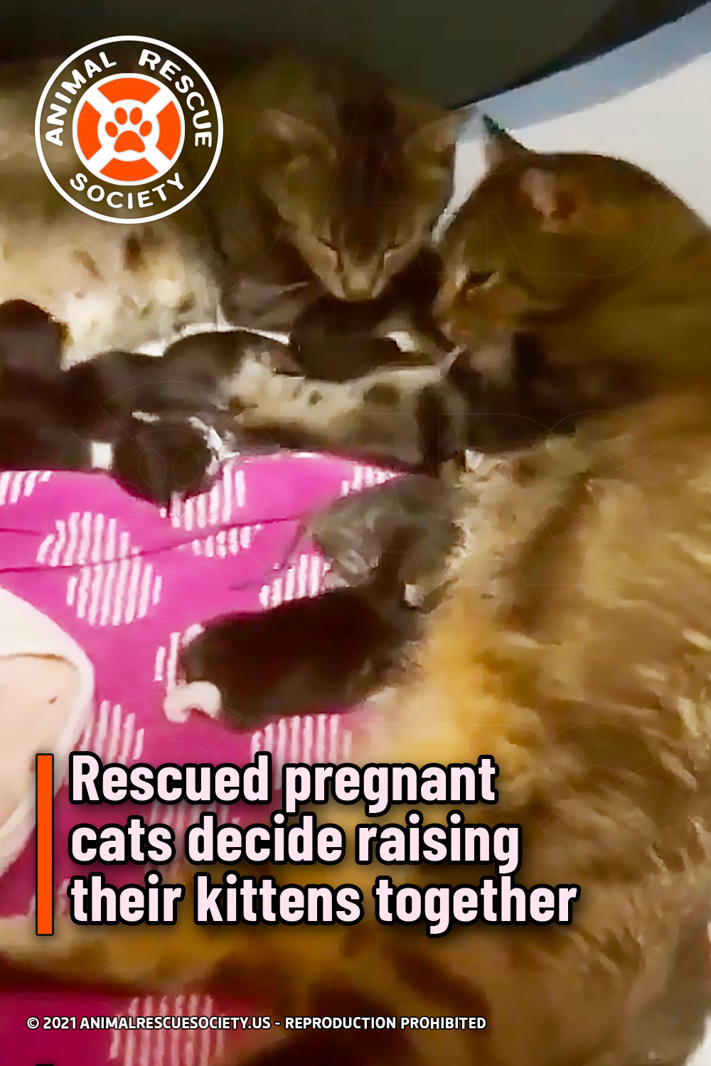 Rescued pregnant cats decide raising their kittens together