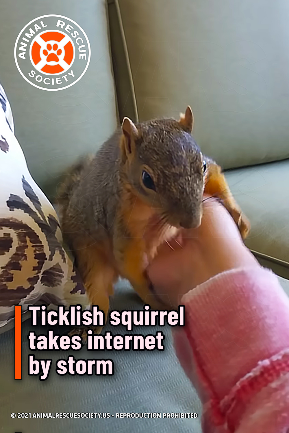 Ticklish squirrel takes internet by storm