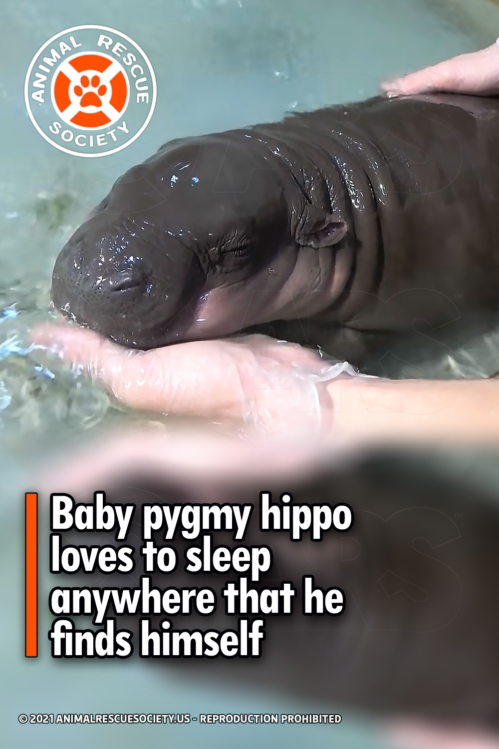 Baby pygmy hippo loves to sleep anywhere that he finds himself