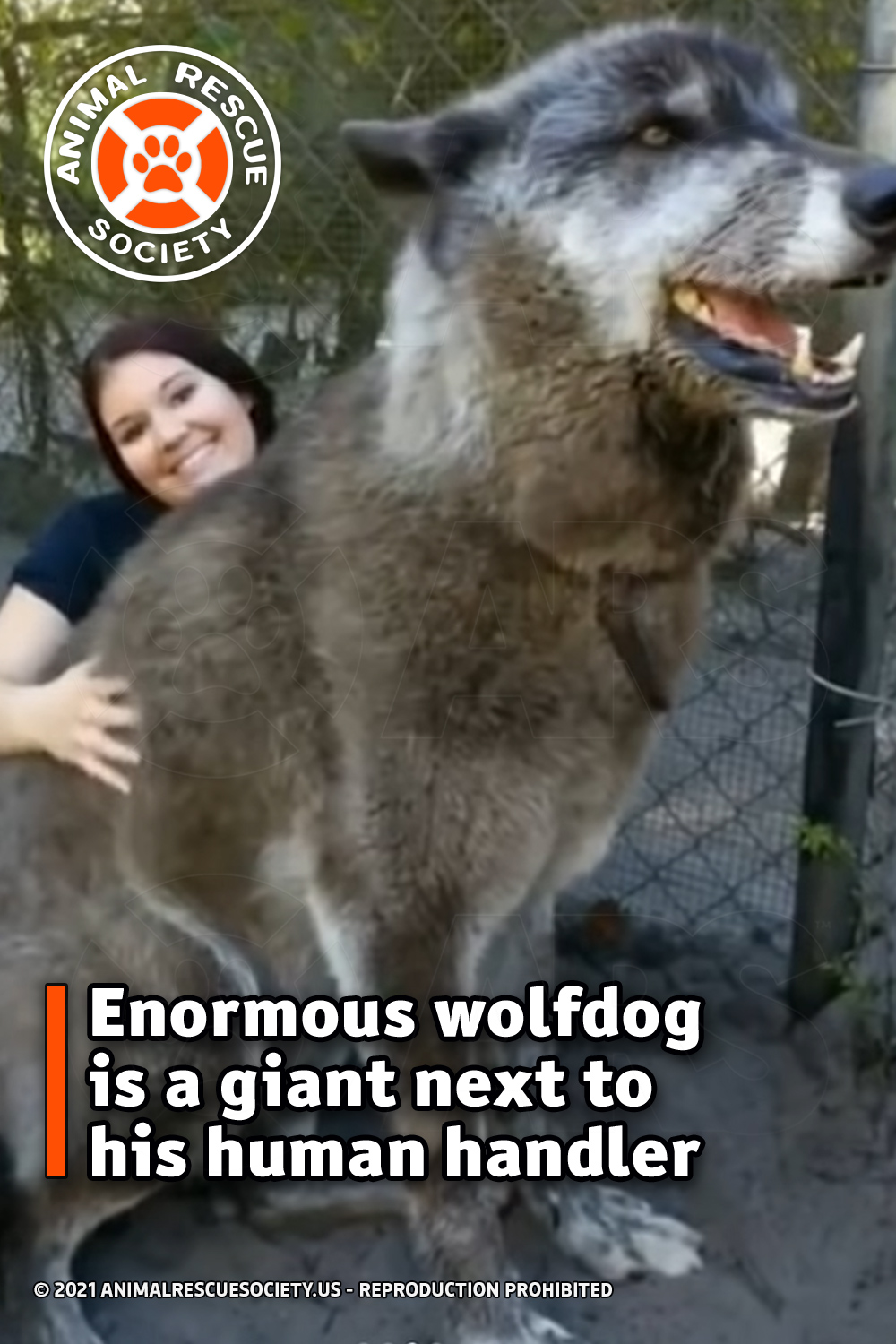 Enormous wolfdog is a giant next to his human handler