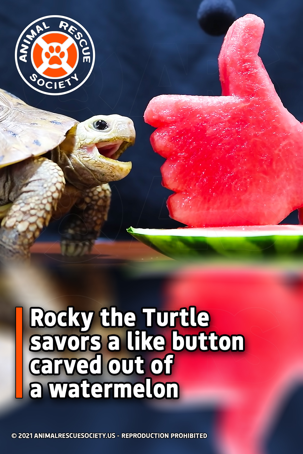 Rocky the Turtle savors a like button carved out of a watermelon