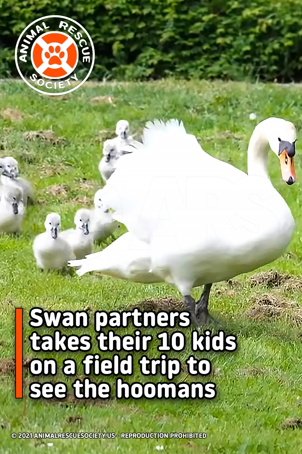 Swan partners takes their 10 kids on a field trip to see the hoomans