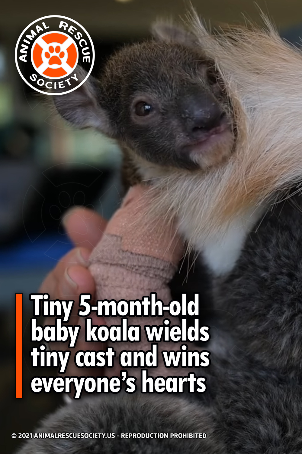 Tiny 5-month-old baby koala wields tiny cast and wins everyone’s hearts