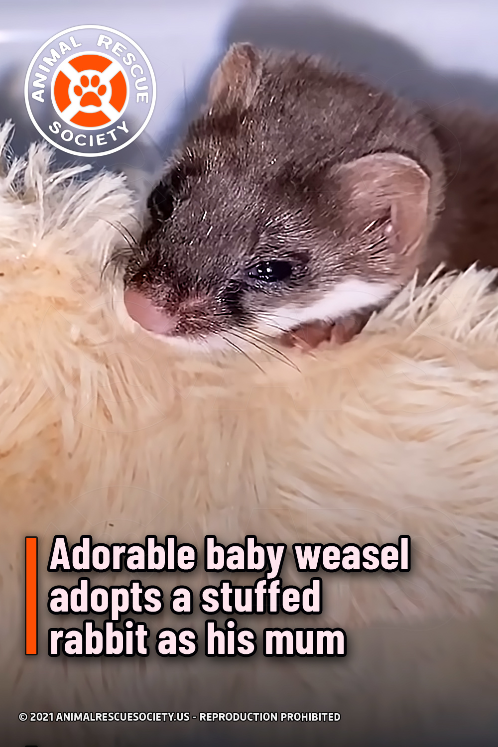Adorable baby weasel adopts a stuffed rabbit as his mum