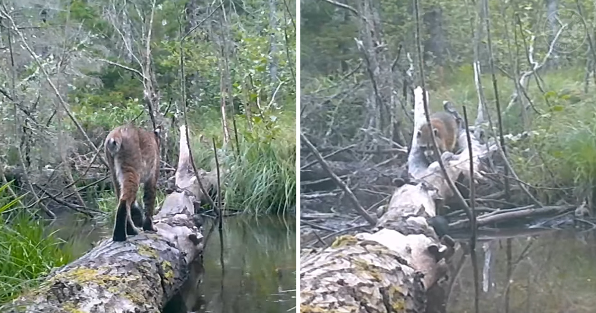 Fallen log across a creek serves as a bridge for incredible wildlife in