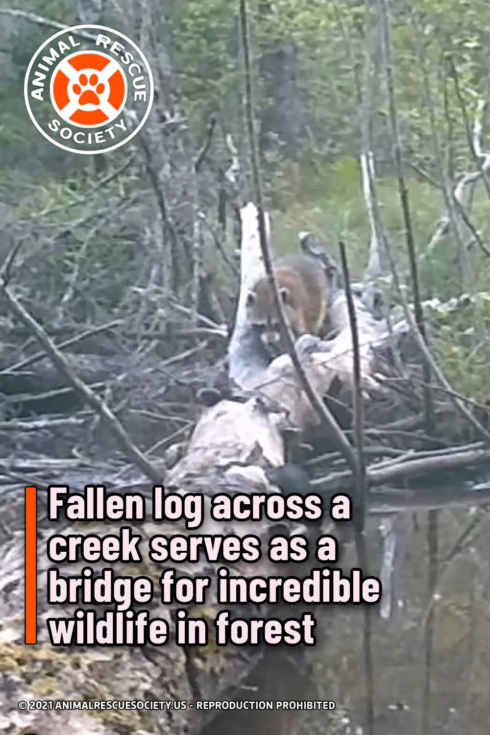Fallen log across a creek serves as a bridge for incredible wildlife in forest