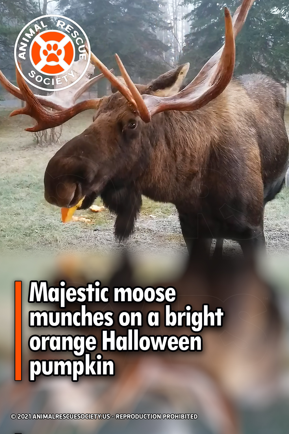 Majestic moose munches on a bright orange Halloween pumpkin