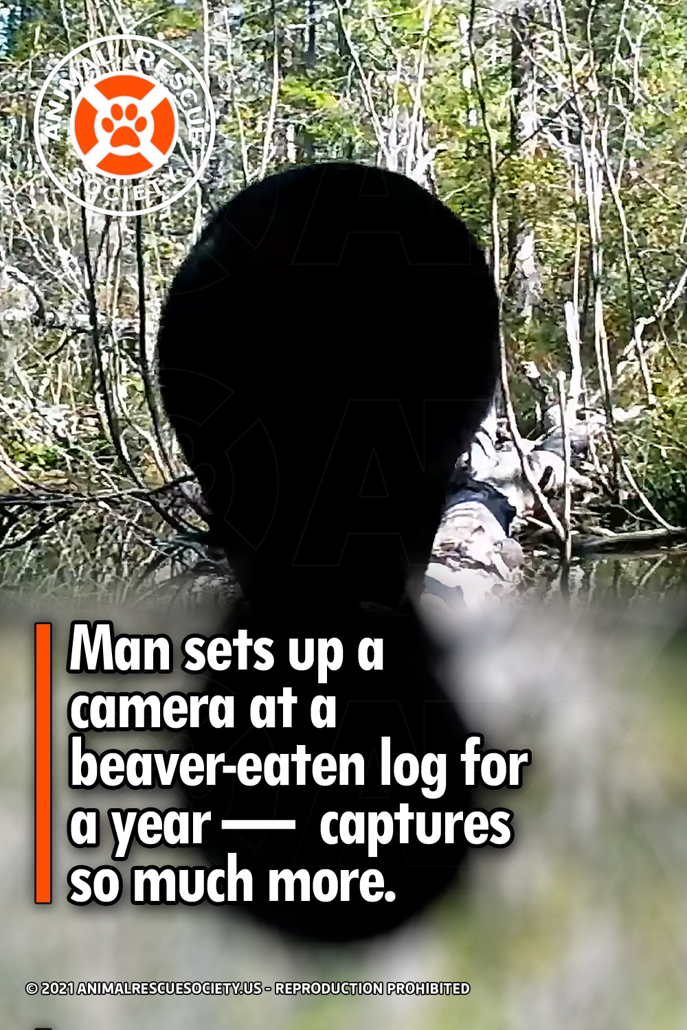 Man sets up a camera at a beaver-eaten log for a year —  captures so much more.