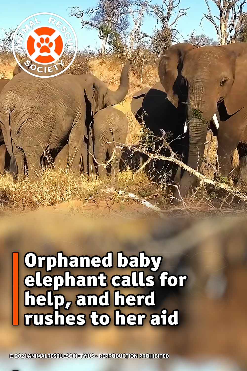 Orphaned baby elephant calls for help, and herd rushes to her aid