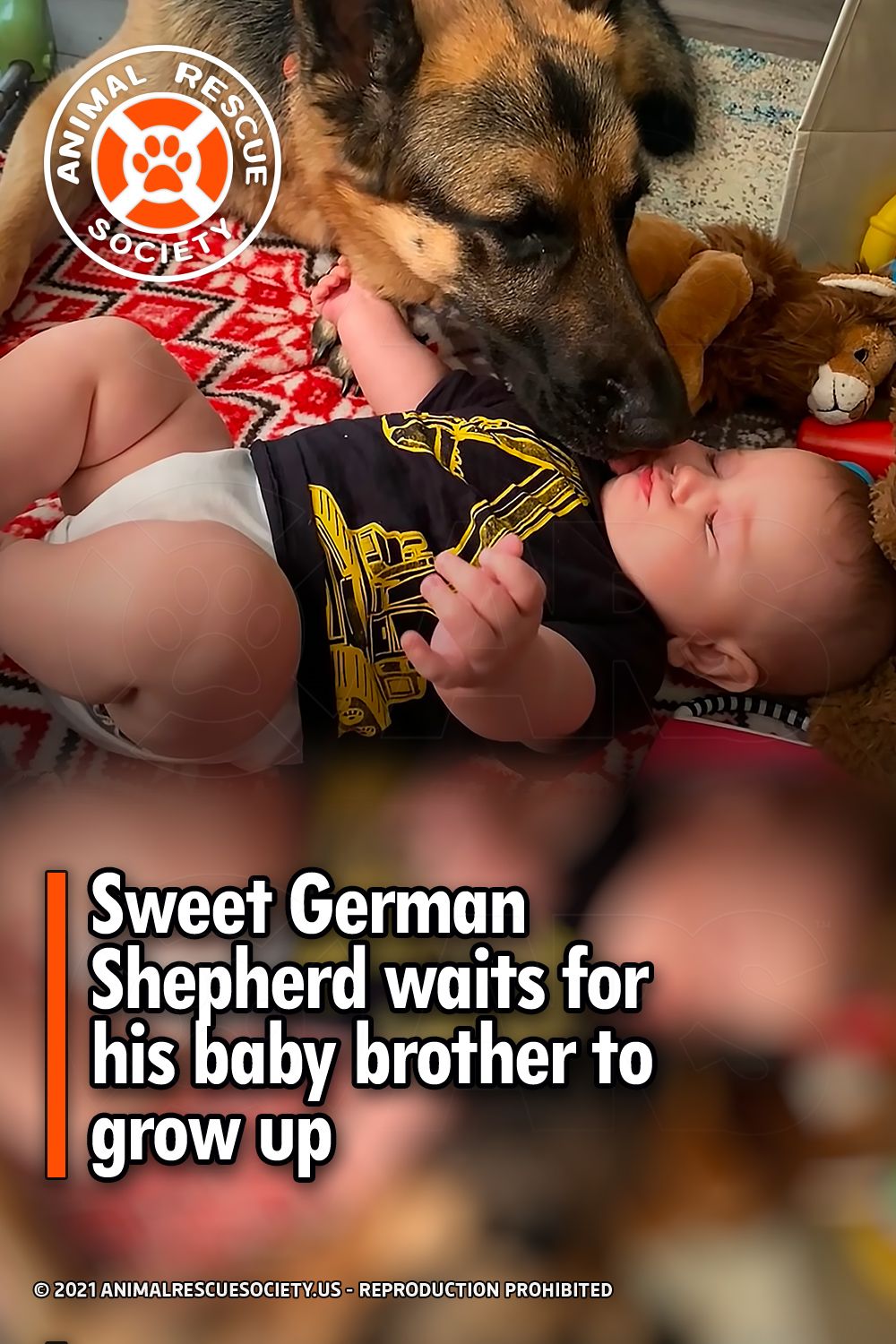 Sweet German Shepherd waits for his baby brother to grow up