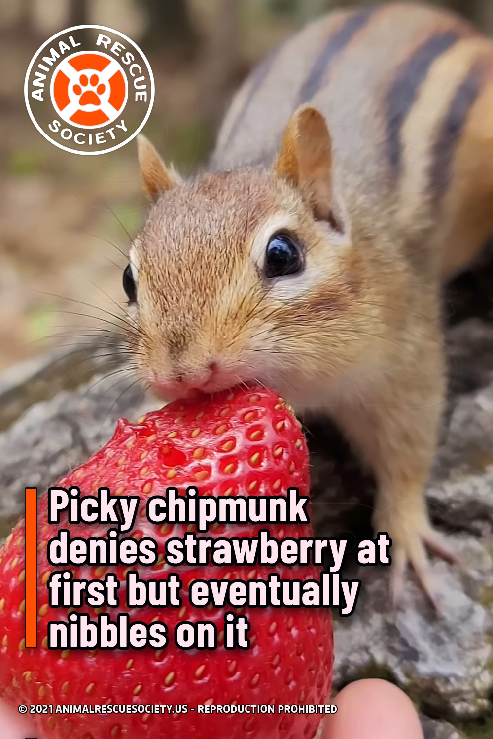 Picky chipmunk denies strawberry at first but eventually nibbles on it