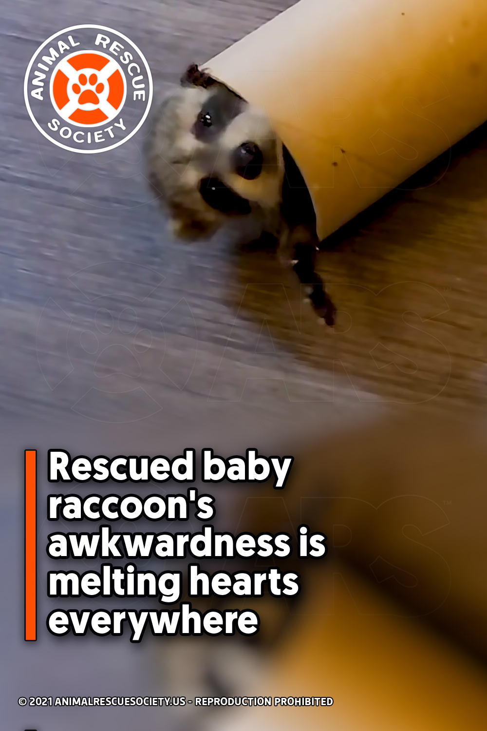 Rescued baby raccoon\'s awkwardness is melting hearts everywhere