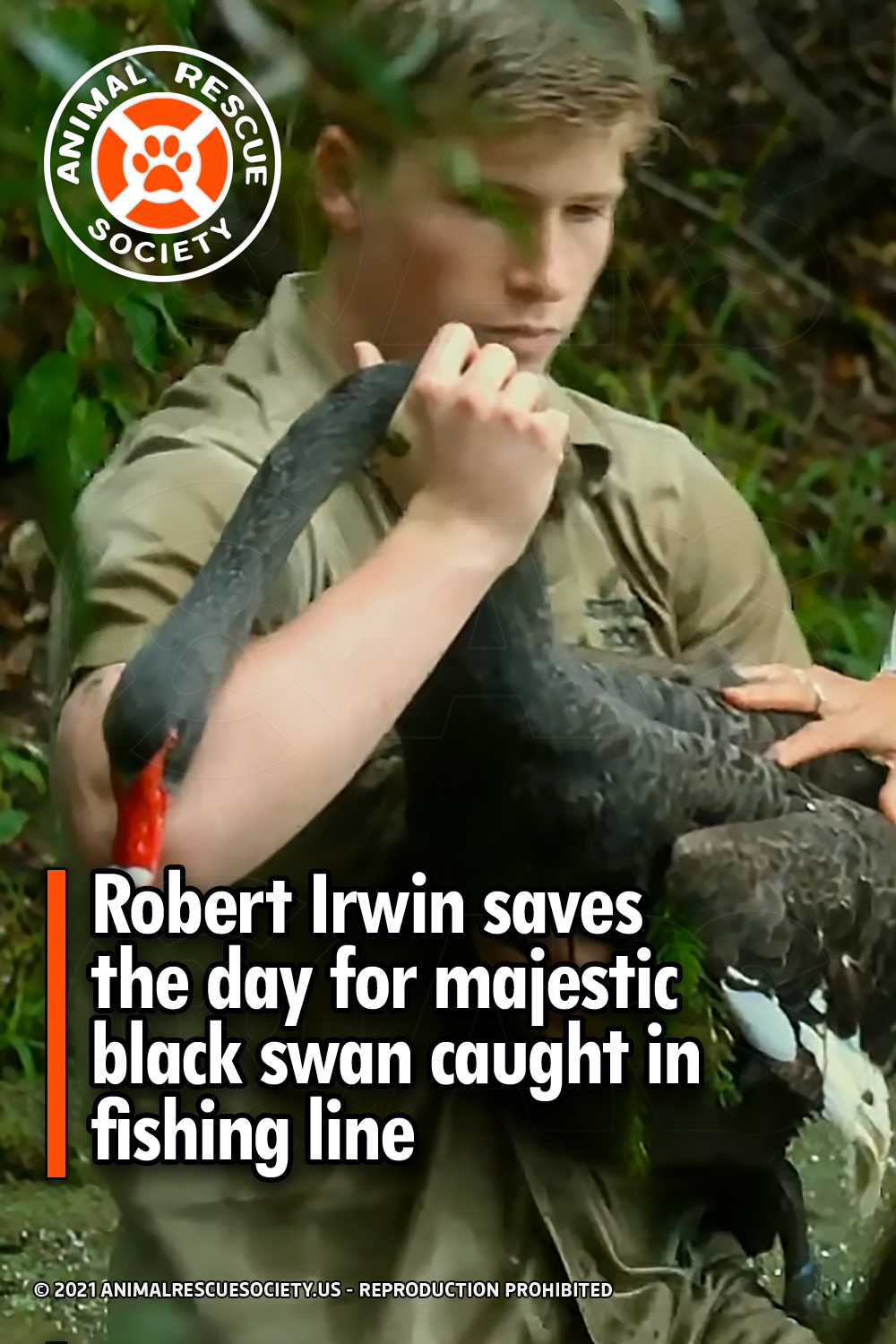 Robert Irwin saves the day for majestic black swan caught in fishing line