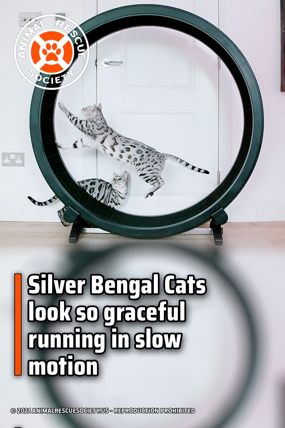 Silver Bengal Cats look so graceful running in slow motion