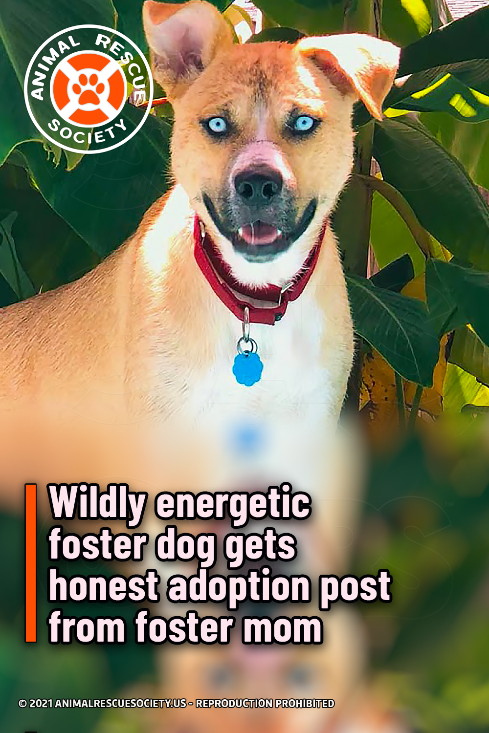 Wildly energetic foster dog gets honest adoption post from foster mom