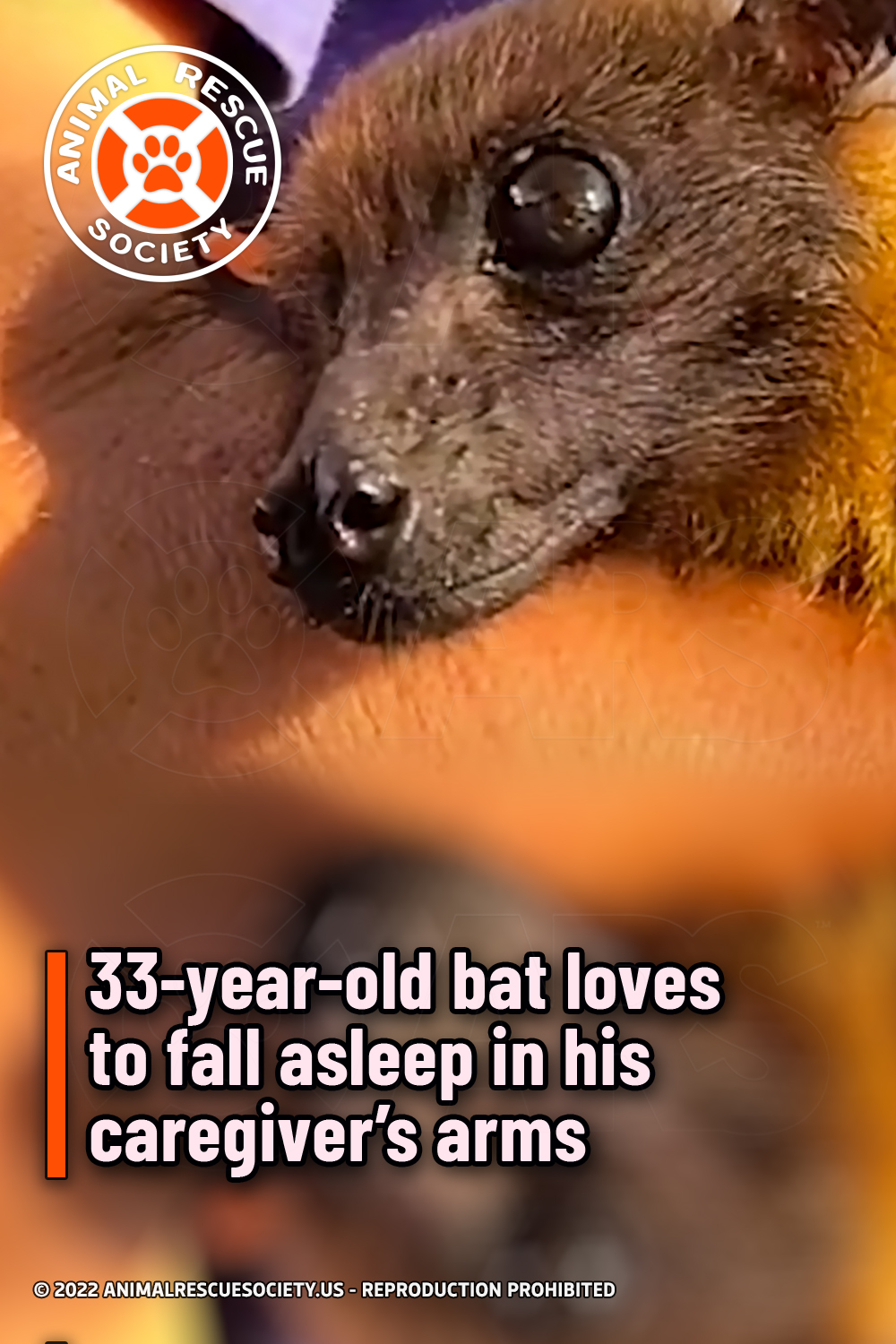 33-year-old bat loves to fall asleep in his caregiver’s arms