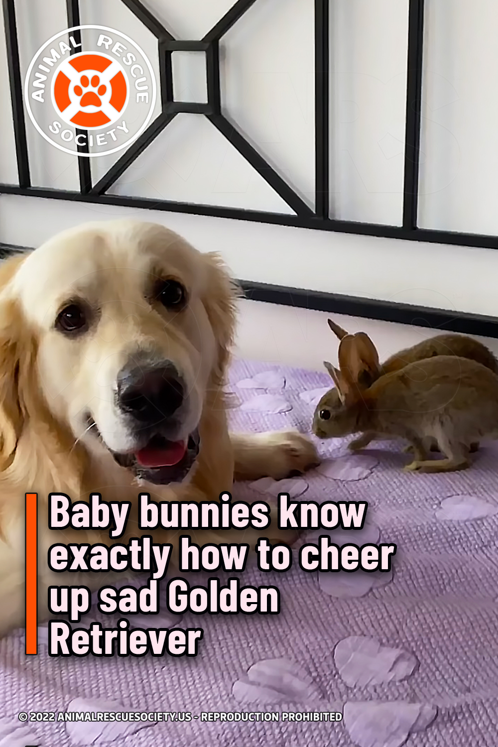Baby bunnies know exactly how to cheer up sad Golden Retriever