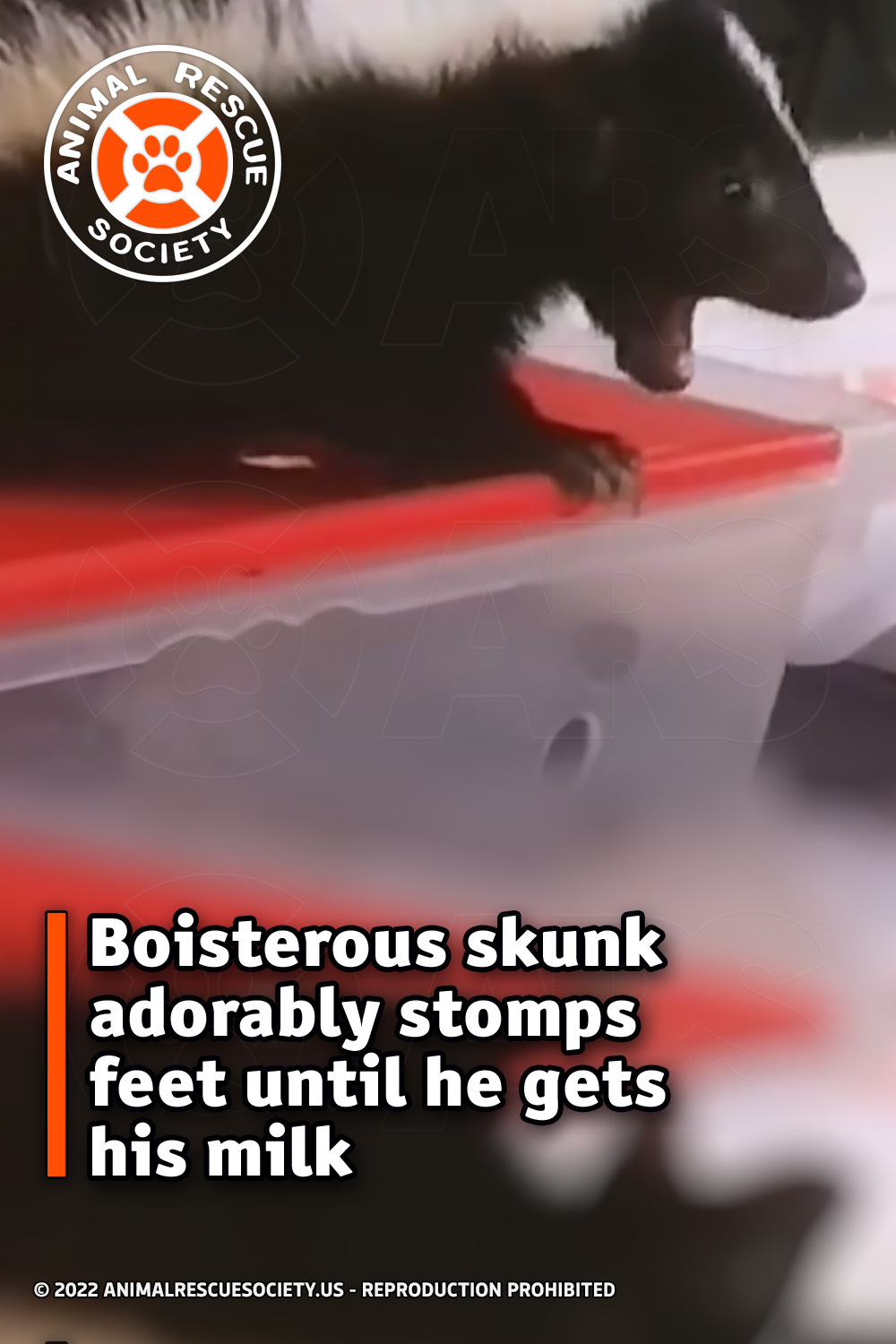 Boisterous skunk adorably stomps feet until he gets his milk