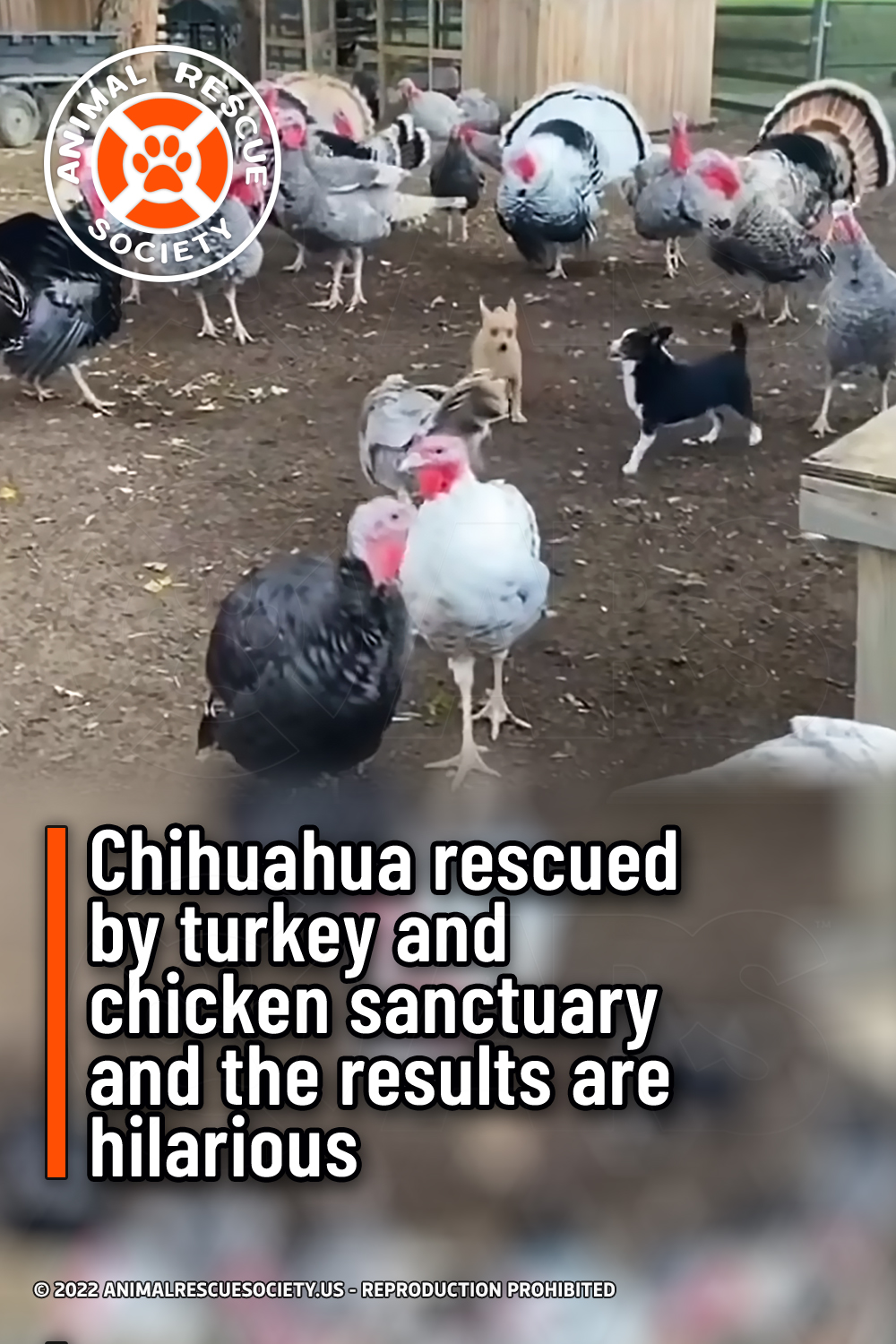 Chihuahua rescued by turkey and chicken sanctuary and the results are hilarious