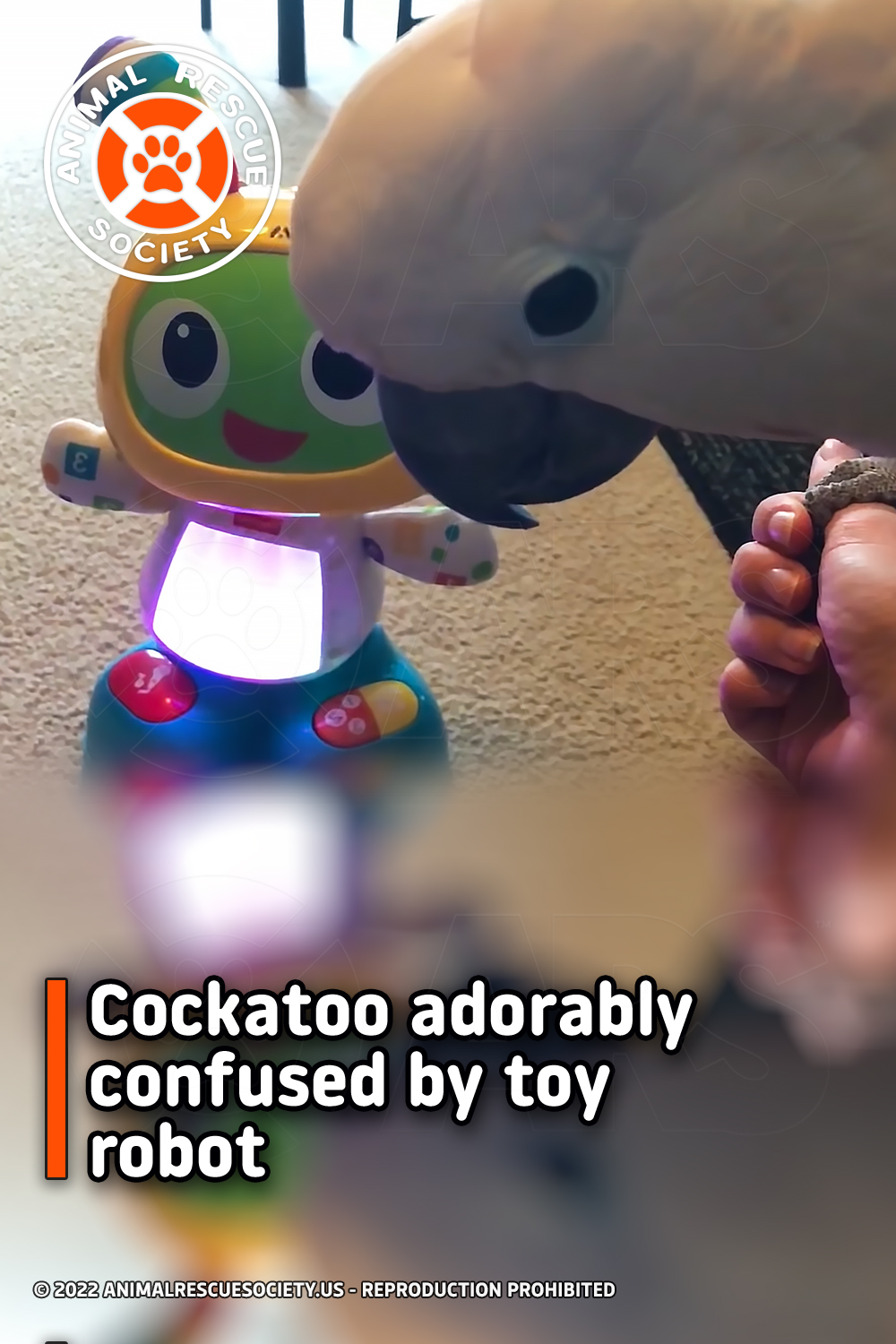 Cockatoo adorably confused by toy robot