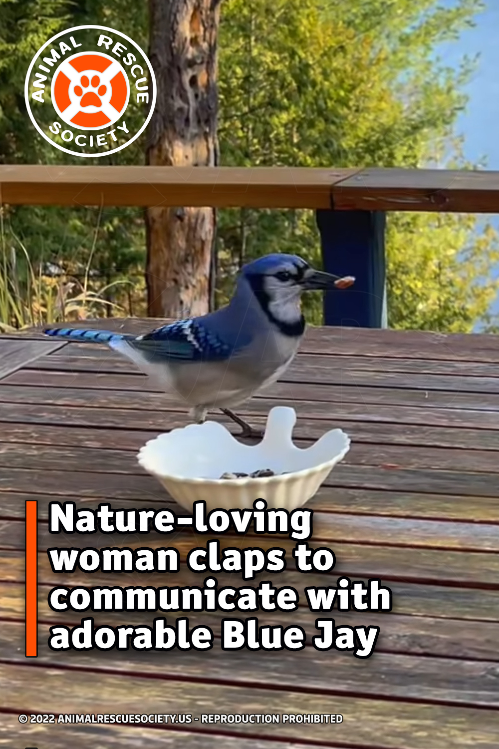 Nature-loving woman claps to communicate with adorable Blue Jay