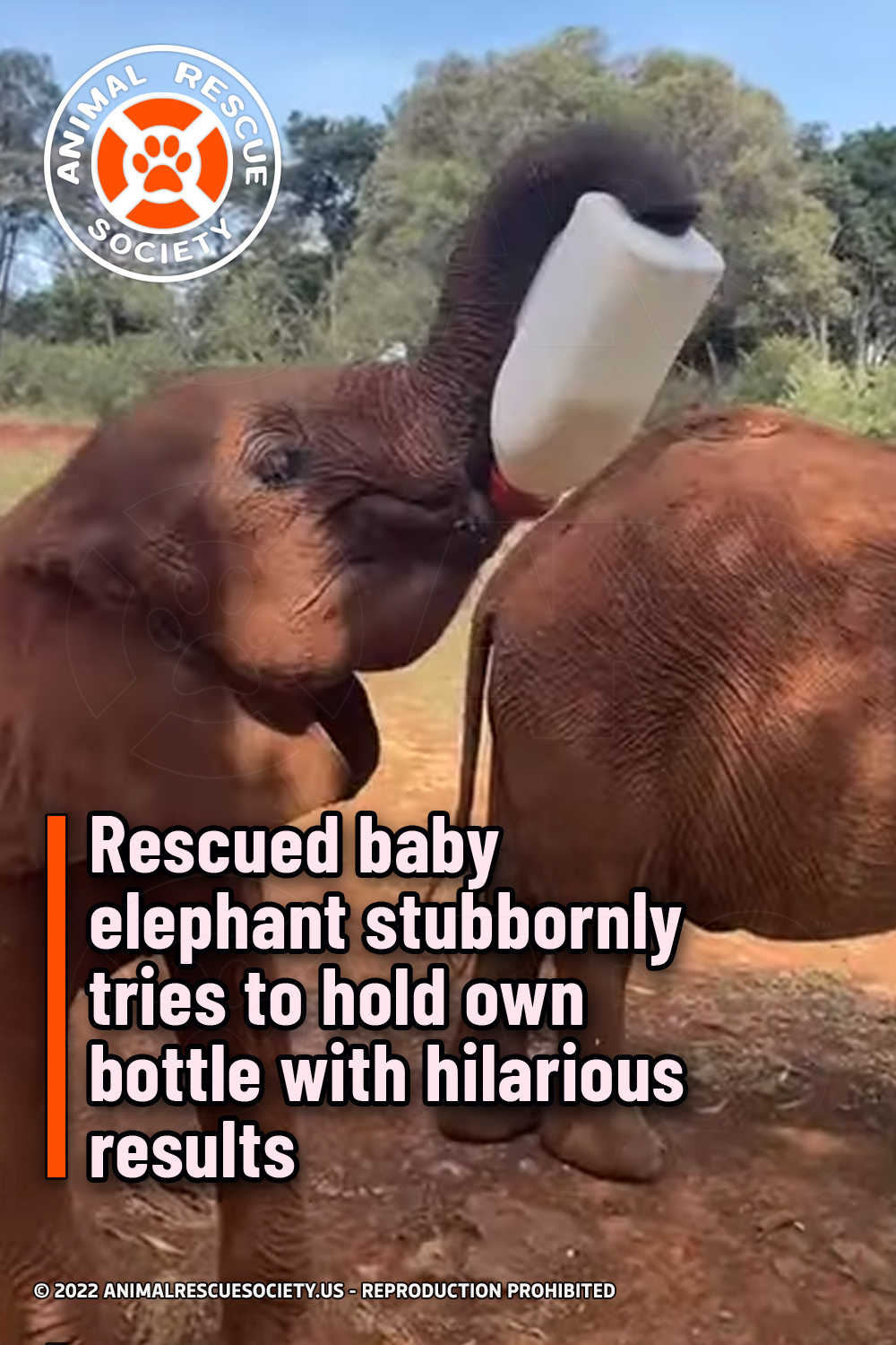 Rescued baby elephant stubbornly tries to hold own bottle with hilarious results
